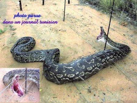  UN SERPENT PRIS DANS LES BARBELES
