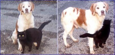 s'entendre comme chien et chat :ça existe !